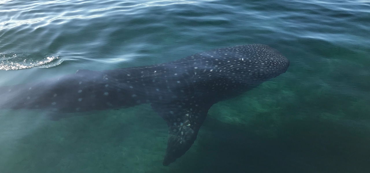 Whale Shark Expedition Cabo